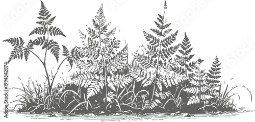 black and white vintage illustration of wild ferns and grass growing among rocks