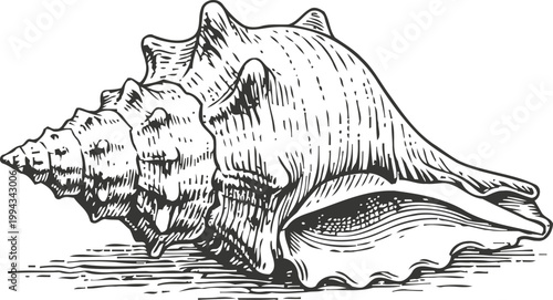 Detailed hand drawn sea conch shell illustration with textured lines and natural shading