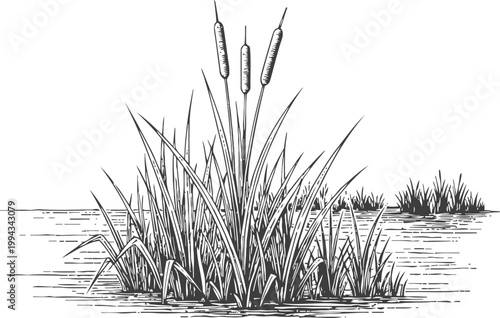 Cattails growing in a pond with tall grass and calm water shore natural wetland environment illustration