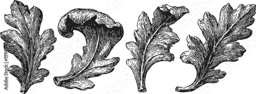 Vintage ornamental foliage engravings four decorative leaf designs in black and white sketch