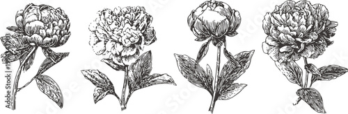 Hand drawn peony flowers set vintage botanical ink sketches with leaves and buds floral elements