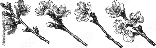 Vintage cherry blossom branches with delicate flowers in black and white ink drawing illustration