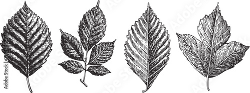 set of detailed hand drawn autumn leaves illustrations in vintage engraving
