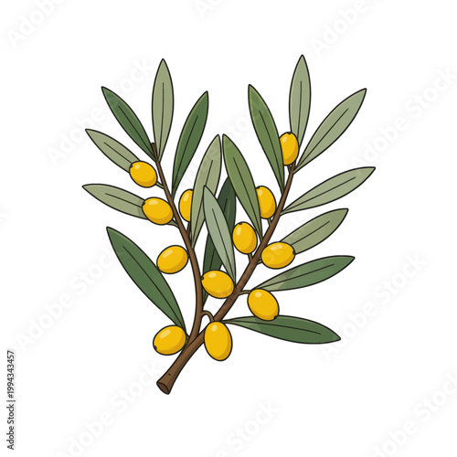 Olive Branch with Ripe Yellow Olives Illustration, Isolated Vector Graphic for Mediterranean Cuisine or Peace Symbol Design