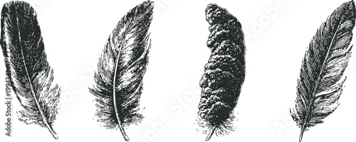 detailed black and white hand drawn feathers set vintage feather illustrations collection with different shapes and textures