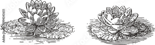 hand drawn water lilies with leaves floating on pond surface, botanical vintage floral illustrations