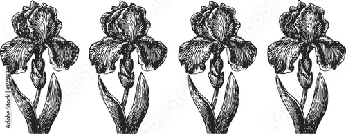 Vintage botanical iris flower illustration hand drawn detailed garden plant monochrome engraving floral nature art