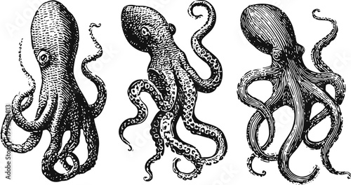 Three detailed vintage octopus illustrations with tentacles in different poses, ink drawing marine creatures