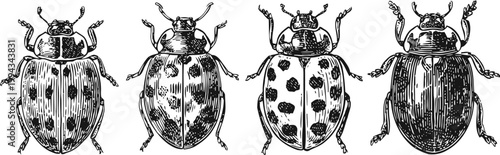 vintage beetle illustrations set four detailed insect drawings with distinct patterns and textures in black and white
