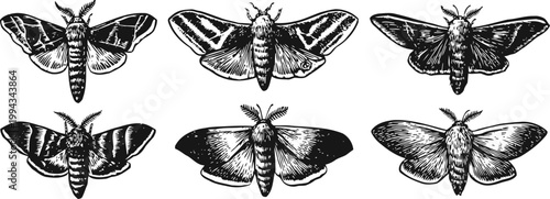 vintage hand drawn moth illustrations set with detailed wings and antennae in black and white