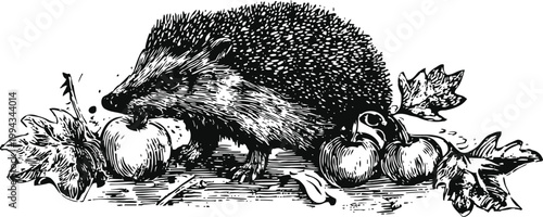 hedgehog eating apples surrounded by autumn leaves detailed black and white ink illustration