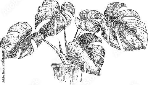 Monstera plant with large split leaves in a pot hand drawn vintage botanical sketch with tropical foliage details