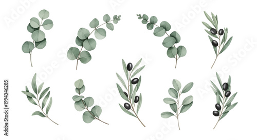 olive branch vector illustration