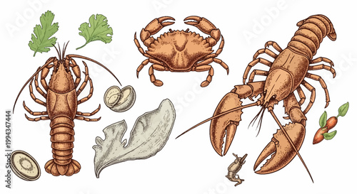 Vintage hand-drawn engraving of seafood crustacean collection featuring a lobster, crab, crayfish, and shrimp isolated on white with green herb leaves and garnishes for menu design.
