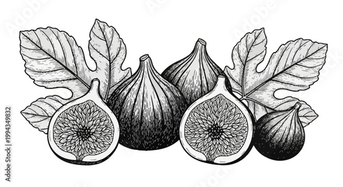 Detailed black and white botanical illustration featuring whole and halved fig fruits with lobed leaves, showing intricate cross-hatching and line art engraving style on white background.