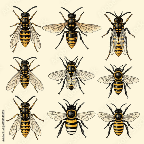 set of insects vector