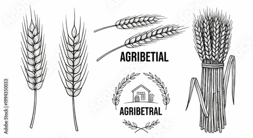 ears of wheat on white background