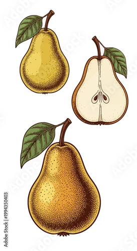 Hand drawn vintage engraved illustration of yellow pears and a cross-section half showing seeds and core, detailed botanical stippled fruit drawing isolated on white background.