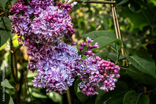 Coming Out! Lilac blossom