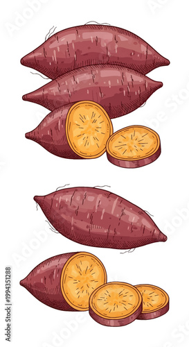 Hand-drawn illustration set of sweet potatoes, featuring whole tubers with reddish-purple skin, cut halves, and round slices showing orange internal flesh, isolated on white background.