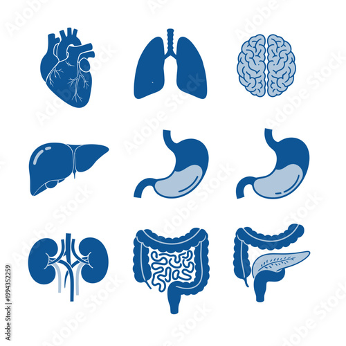 Human Anatomy Icons Set: Heart, Lungs, Brain, Liver, Stomach, Kidneys, Intestines