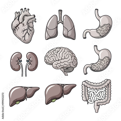 Human Anatomy Organ Set: Heart, Lungs, Brain, Kidneys, Stomach, Liver, Intestines