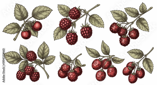 Set of botanical illustrations featuring hand-drawn raspberries and wild berries on branches with green leaves. Detailed engraving style vintage sketches isolated on white background.