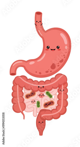 Kawaii cartoon illustration of the human digestive system featuring a happy pink stomach and intestines with smiling gut bacteria microbes and probiotics on a white background.