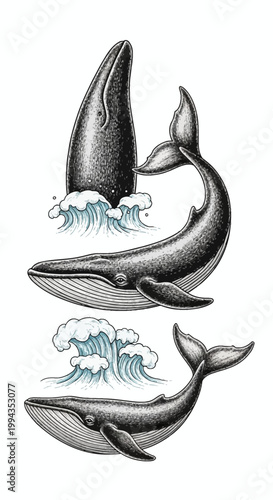 Detailed engraving of humpback whales swimming and breaching through crashing ocean waves, vintage hand-drawn marine wildlife set with stippled textures and line art on white background.