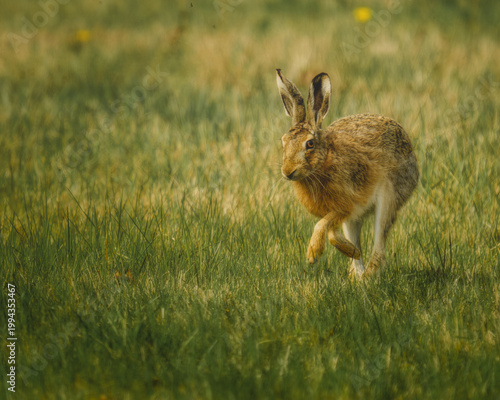 European hare running in a summer meadow. Front view of a wild brown hare in motion. Wildlife photography of an animal in grass.
