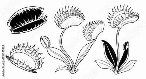 Diverse Venus Flytrap illustrations show opened, closed, and budding traps