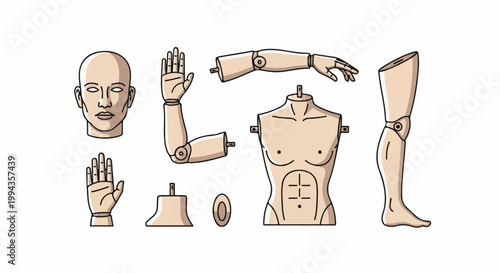 Disarticulated articulated figure parts head, torso, arms, hands, legs, feet, and base