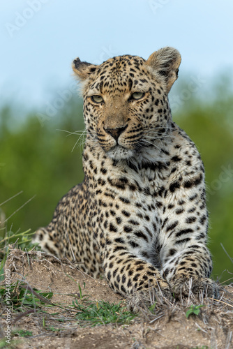 Photos Leopard (Panthera pardus) female hanging around in Sabi Sands Game Reserve in th