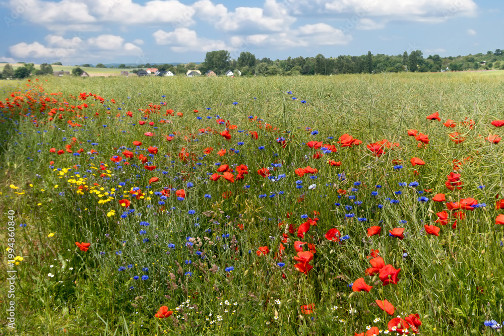 Fototapeta premium wiese mit blühendem Klatschmohn und Kornblumen 
