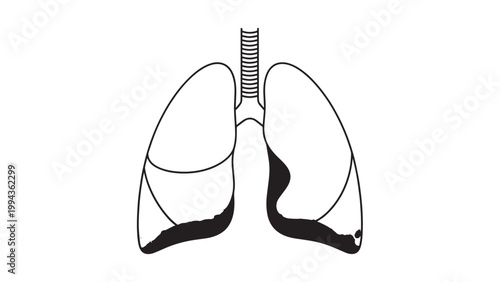 Detailed Illustration of Human Lungs Showing Anatomy and Structure.