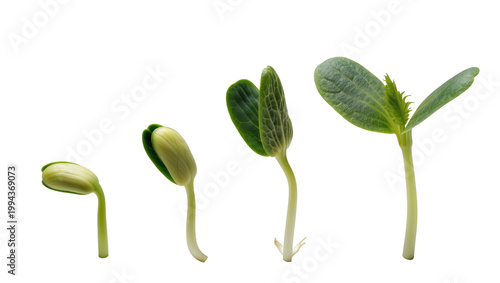 Tableau sur toile Green Pea Plant Growth Stages from Seedling to Sprout