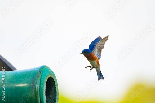 Εκτύπωση καμβά Eastern bluebird male in flight approaching a civil war cannon where a nest is i