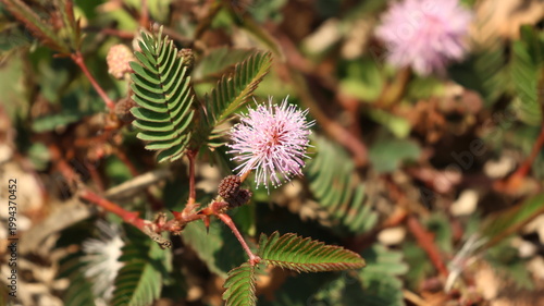 Fotografi Pink Mimosa pudica flower with feathery leaves closeup in Taiwan