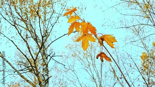 A maple branch with yellow leaves