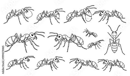 Ants collection black and white different poses insect vector illustration isolated on white background