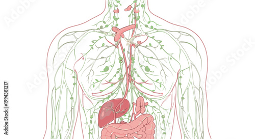 Detailed illustration of human digestive and respiratory system