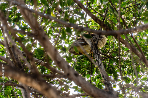 Tableau sur toile Nycticorax nycticorax pertenece a la familia Ardeidae.