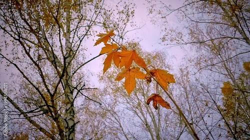 A maple branch with yellow leaves