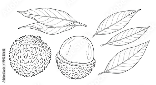 Detailed line art of whole and peeled lychee fruits with tropical leaves provides a beautiful botanical illustration for coloring or design.