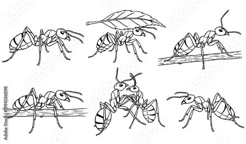 Ants Vector Set Different Poses Insect Silhouette Collection