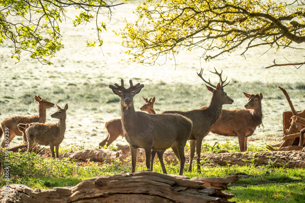 Fototapeta premium Red deers in richmond park london at sunrise