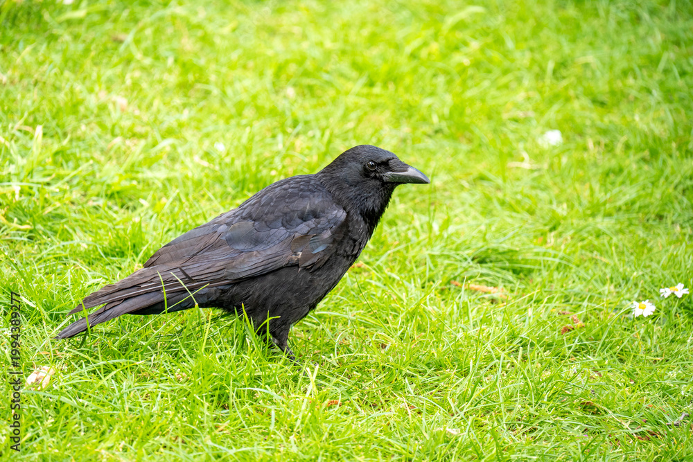 Fototapeta premium raven looking at you in richmond park london
