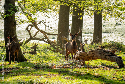 Photography Detail of breath of Red deers in richmond park london at sunrise