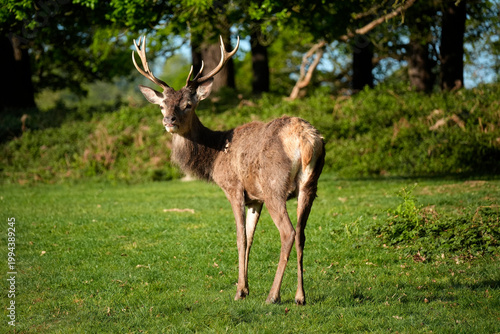 Canvas Print Long antlers Red deer looking at you in richmond park london at sunrise