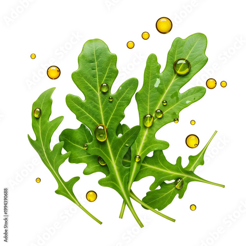 Arugula with olive oil for gourmet salad ingredient isolated on white